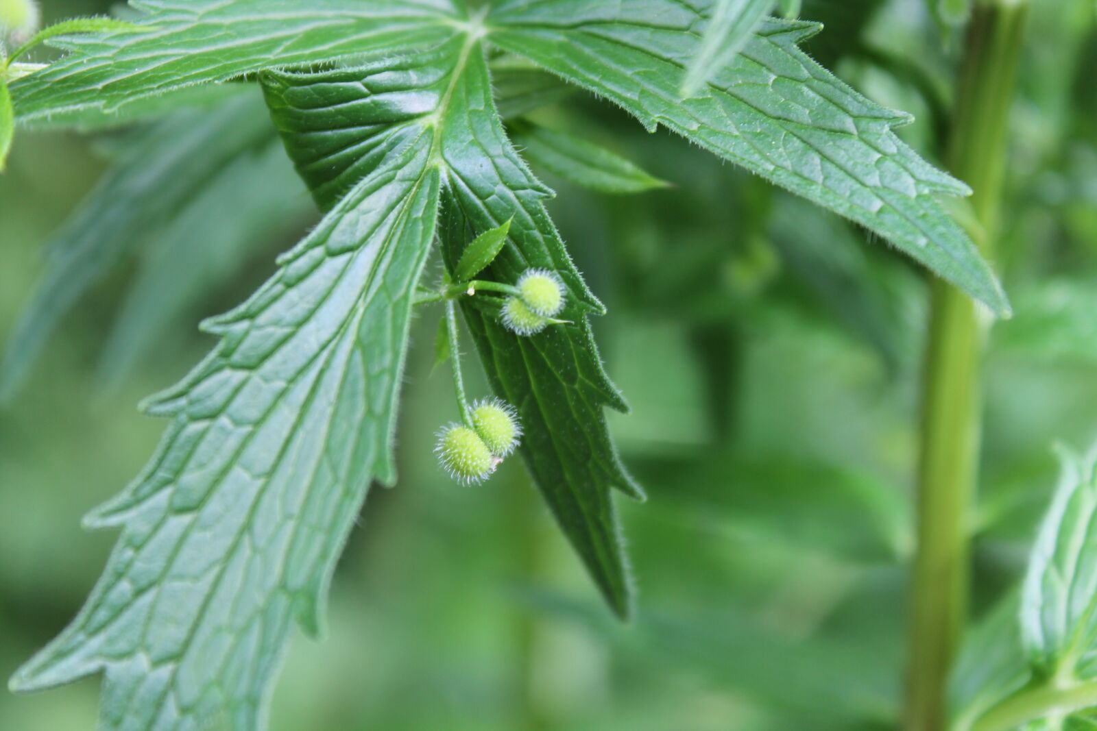 Canon EOS 1100D (EOS Rebel T3 / EOS Kiss X50) sample photo. Leaf, green, plant photography
