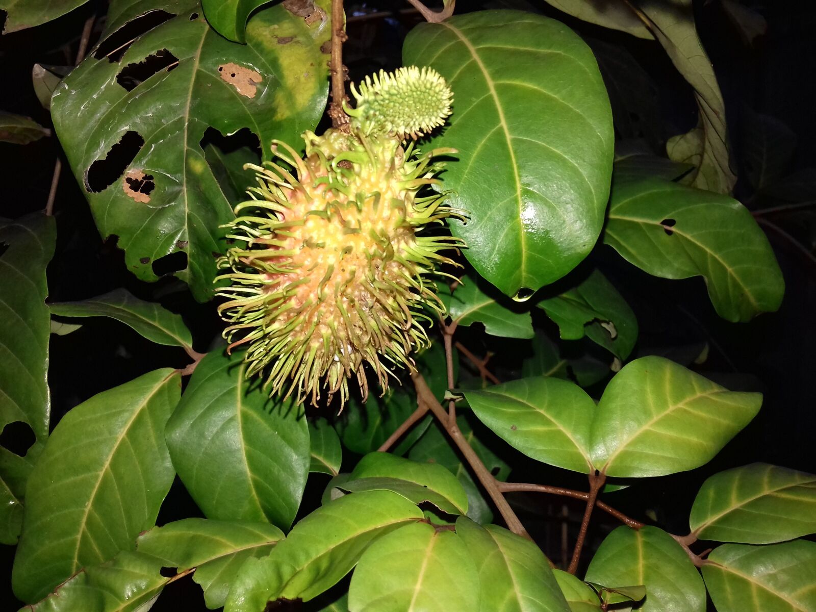 Samsung Galaxy J3(2016) sample photo. Nature, rambutan, in dark photography