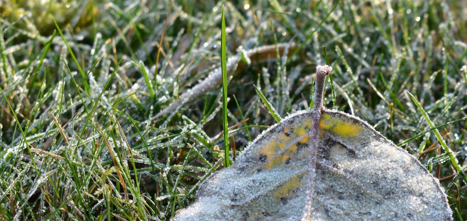Nikon D5500 sample photo. Frost, mature, cold sheet photography
