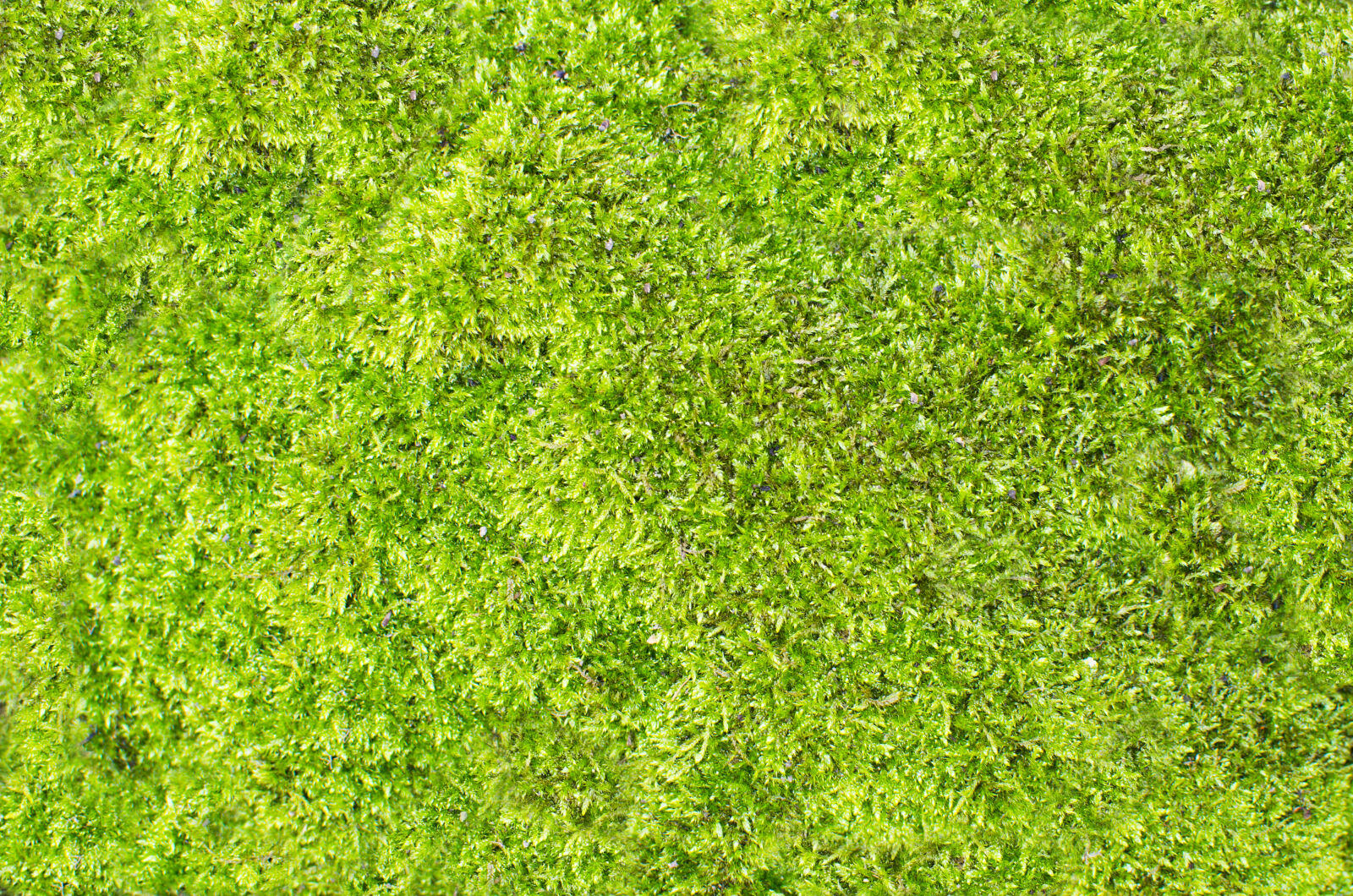 Nikon D5100 + Nikon AF-S DX Nikkor 35mm F1.8G sample photo. Abstract, background, football, fresh photography