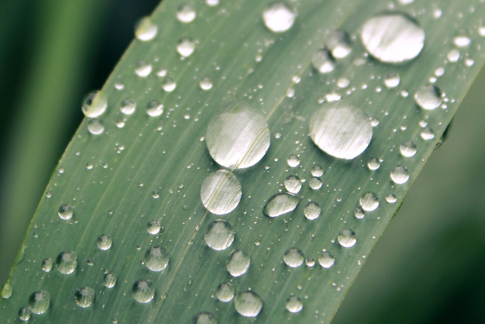 Canon EOS 1200D (EOS Rebel T5 / EOS Kiss X70 / EOS Hi) sample photo. Blade of grass, raindrop photography