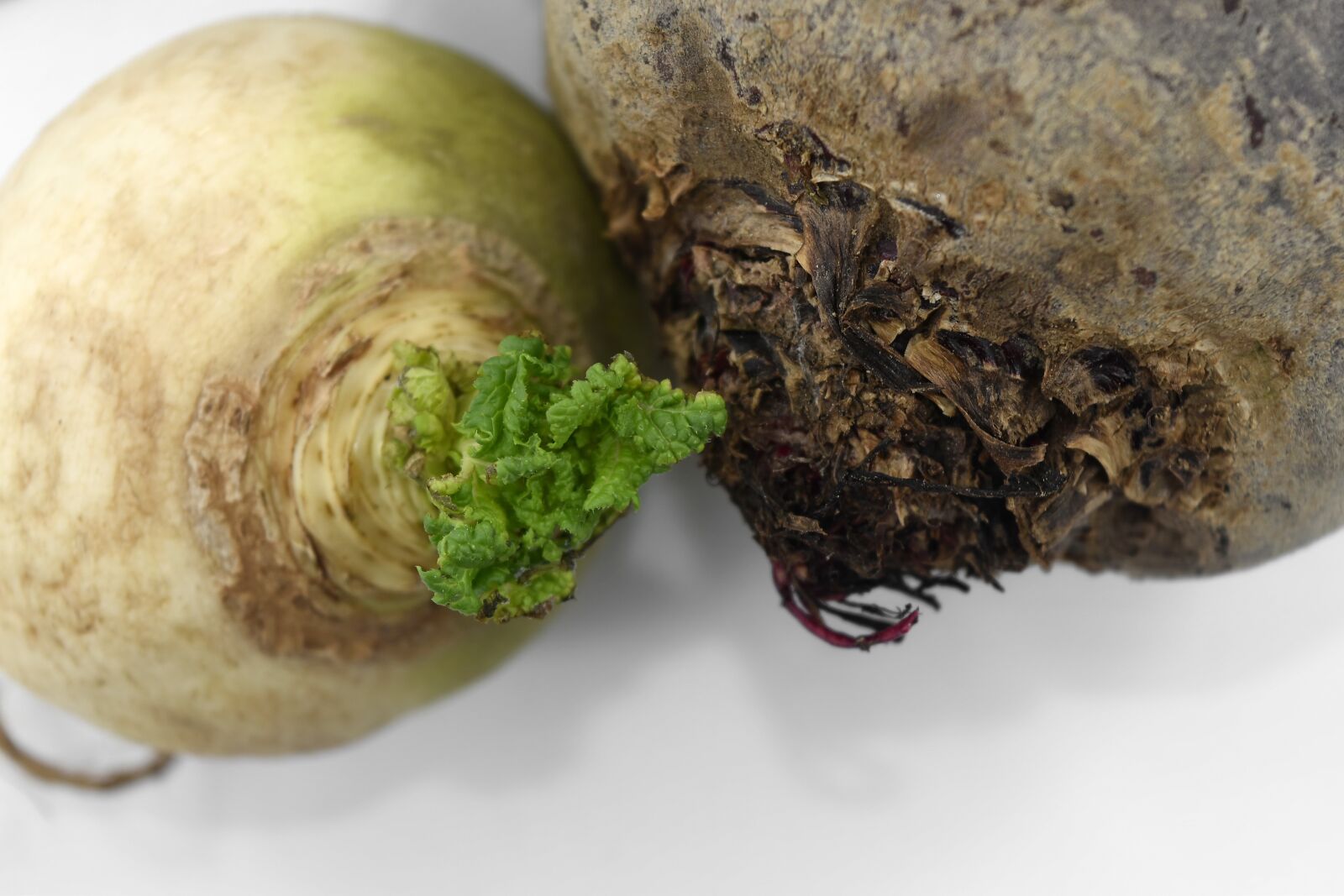Nikon D5500 sample photo. Beetroot, cortex, culinary, radish photography