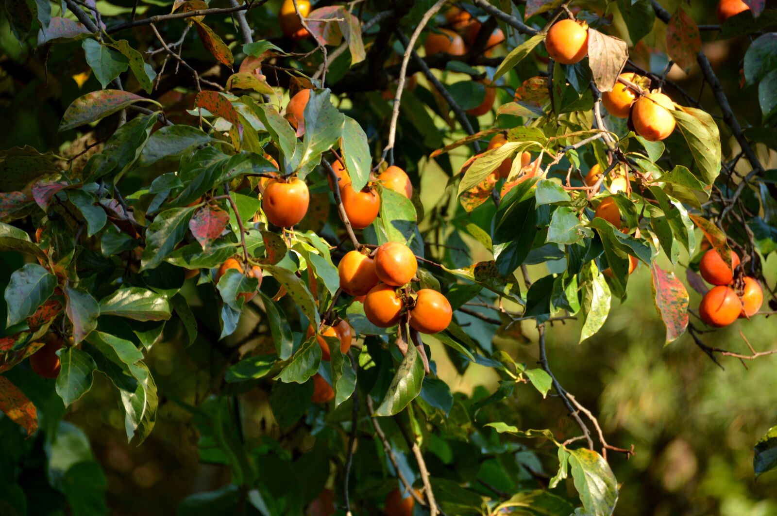 Nikon D3200 sample photo. Persimmon, autumn, wood photography