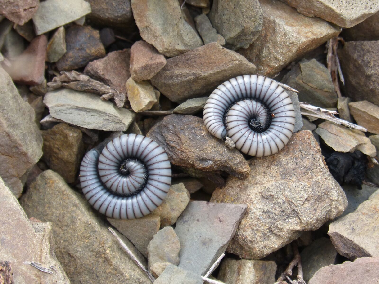 Panasonic DMC-FZ62 sample photo. Worms, millipede, centipede photography