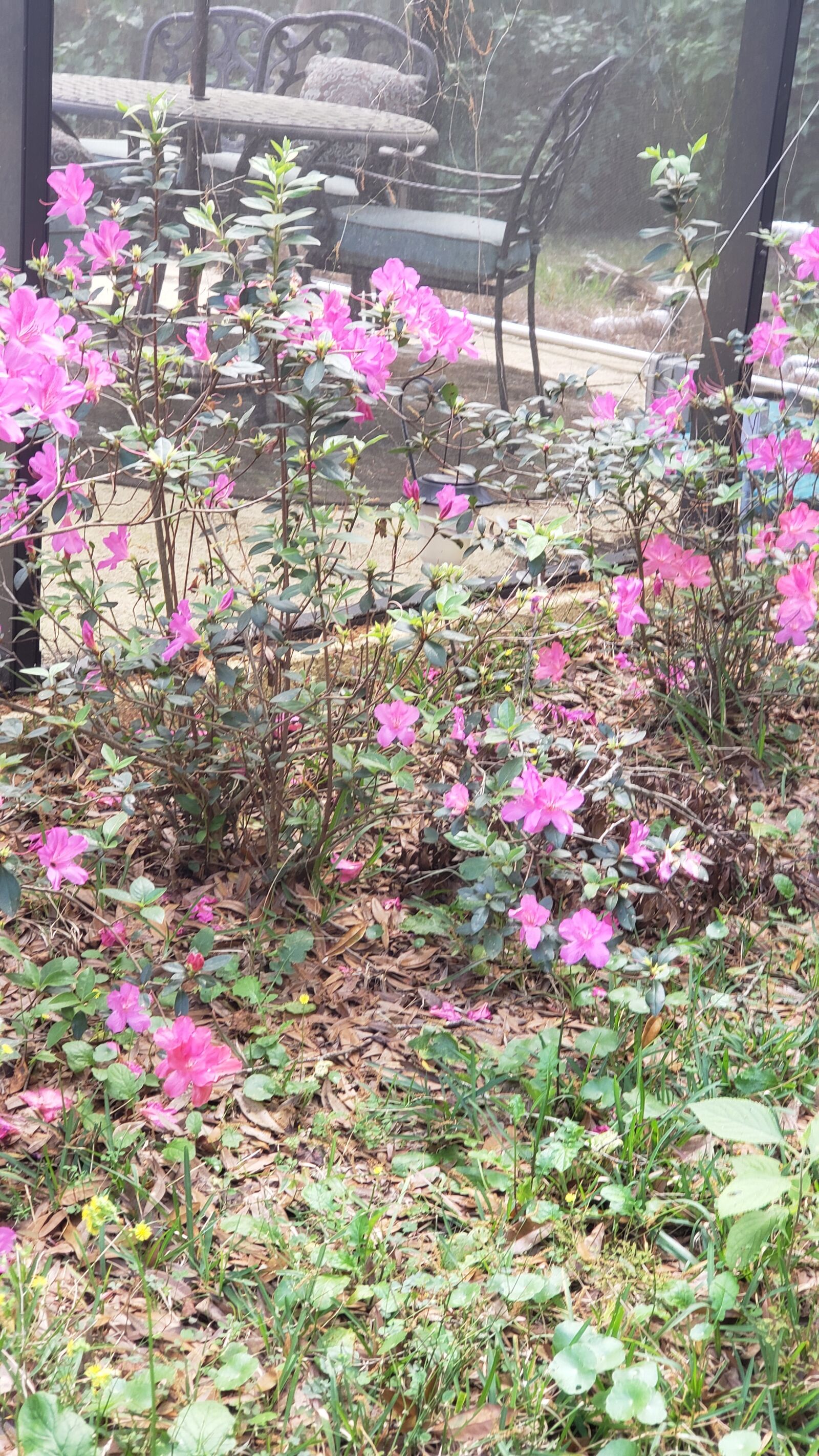 Samsung Galaxy Note9 sample photo. Pink, flowers, bush photography