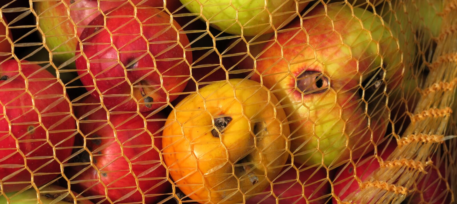 Canon PowerShot G3 X sample photo. Apfelernte, worm hole, fruit photography