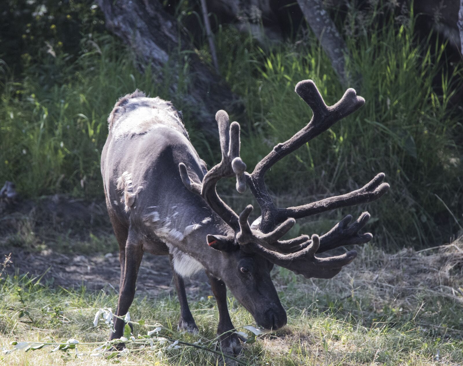 Canon EOS 6D Mark II + Tamron SP 150-600mm F5-6.3 Di VC USD sample photo. Reindeer, caribou, wildlife photography