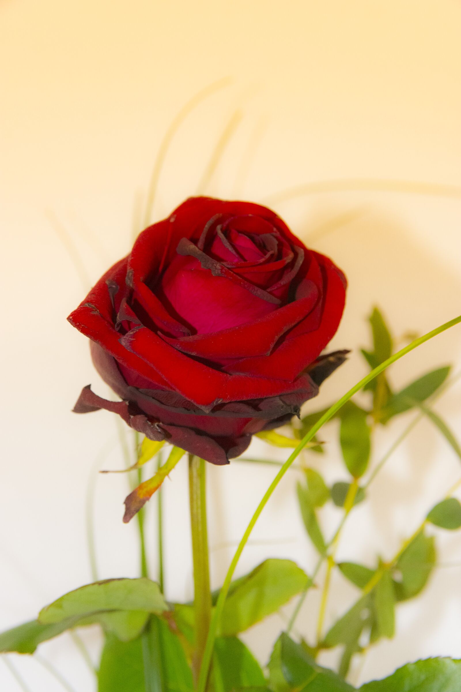 Nikon D7200 sample photo. Flower, rose, nature photography