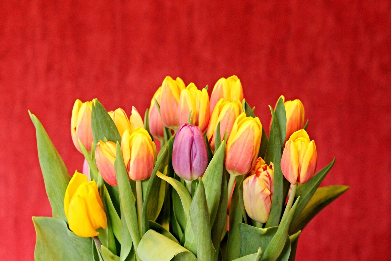 Canon EOS 1100D (EOS Rebel T3 / EOS Kiss X50) sample photo. Tulips, tulip bouquet, bouquet photography