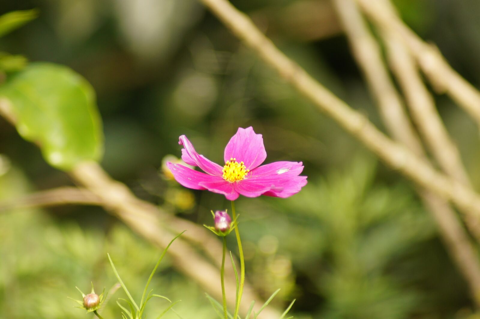 Sony SLT-A55 (SLT-A55V) sample photo. Nature, fauna, flora photography