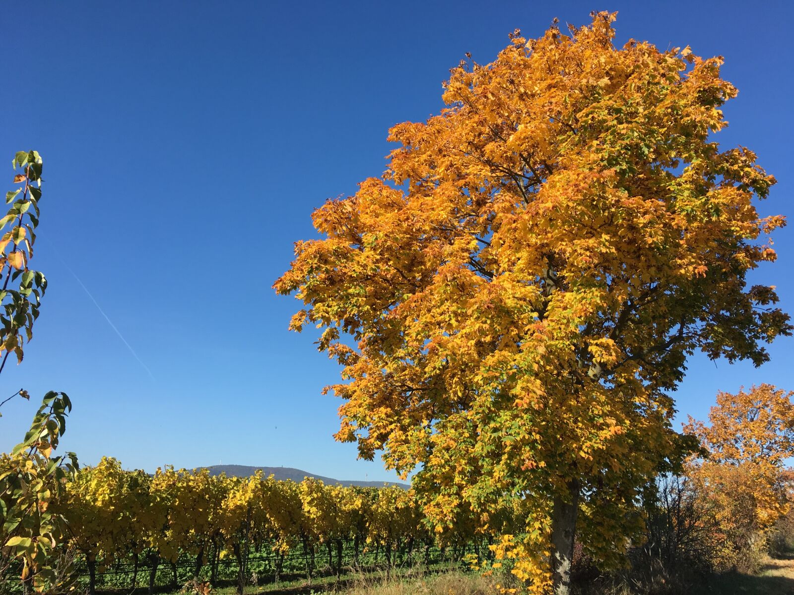 Apple iPhone 6s sample photo. Vineyards, autumn, deciduous tree photography