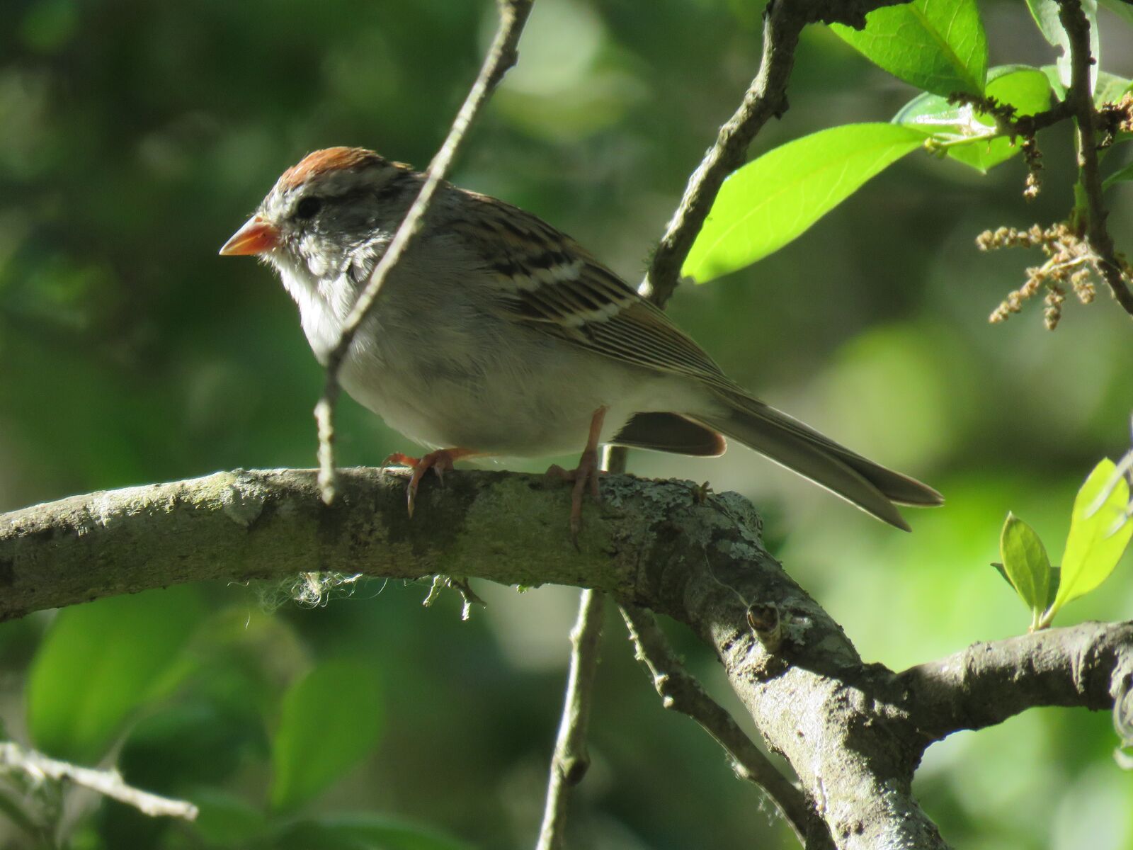 Canon PowerShot SX60 HS sample photo. Sparrow, closeup, tree photography