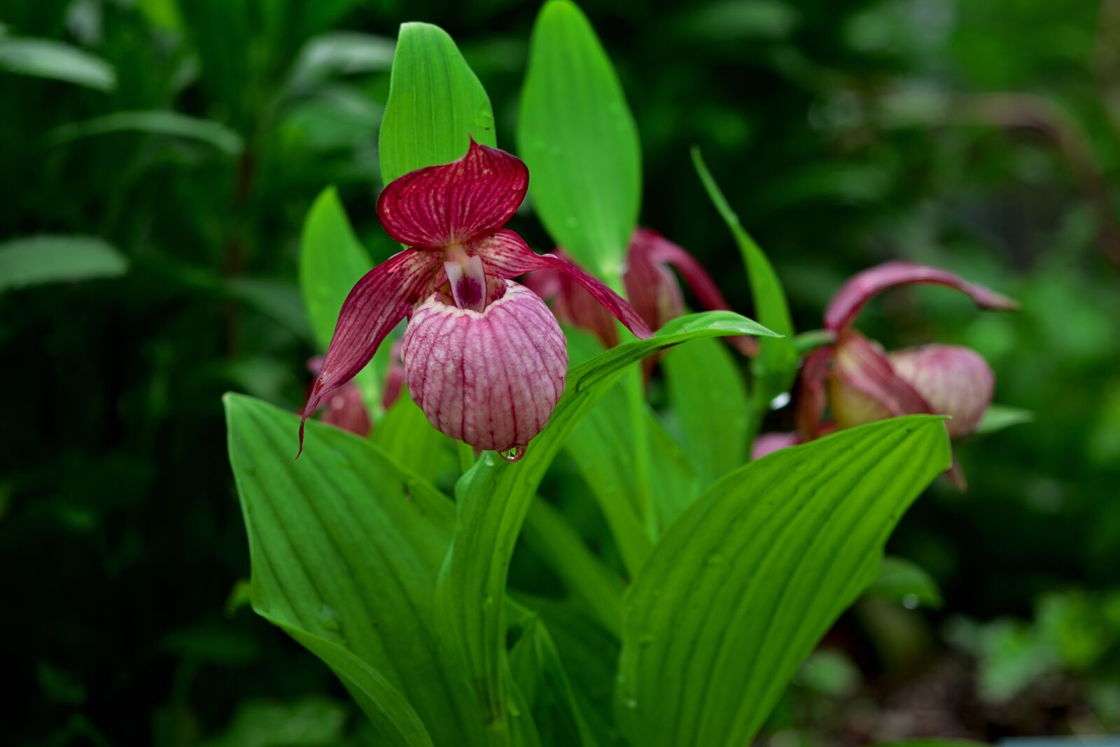 Nikon D5200 sample photo. Orchid, garden, cypripedium photography