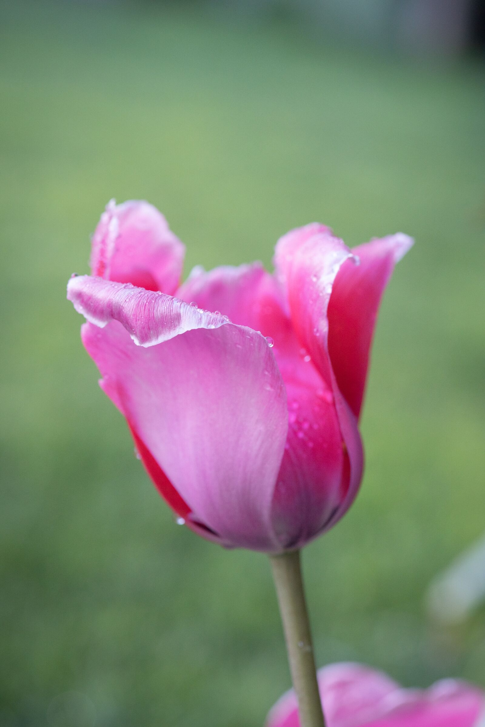 Nikon D750 sample photo. Tulip, flower, blossom photography