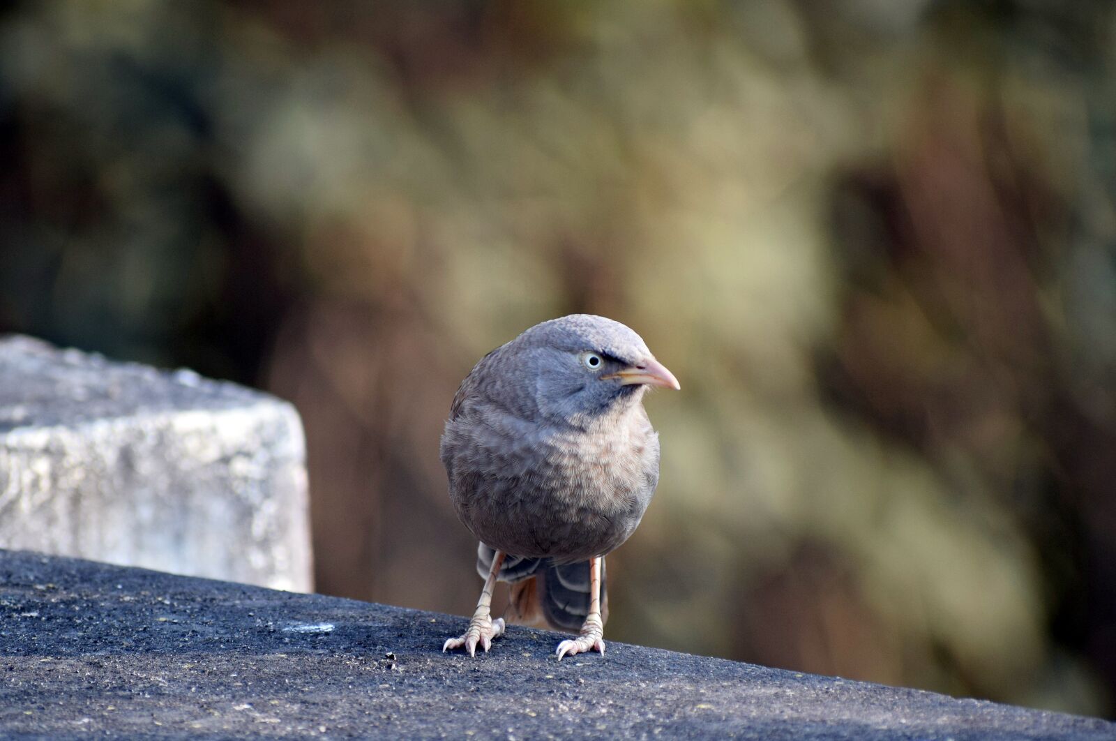 Nikon D3300 sample photo. Bird, nature, animal photography