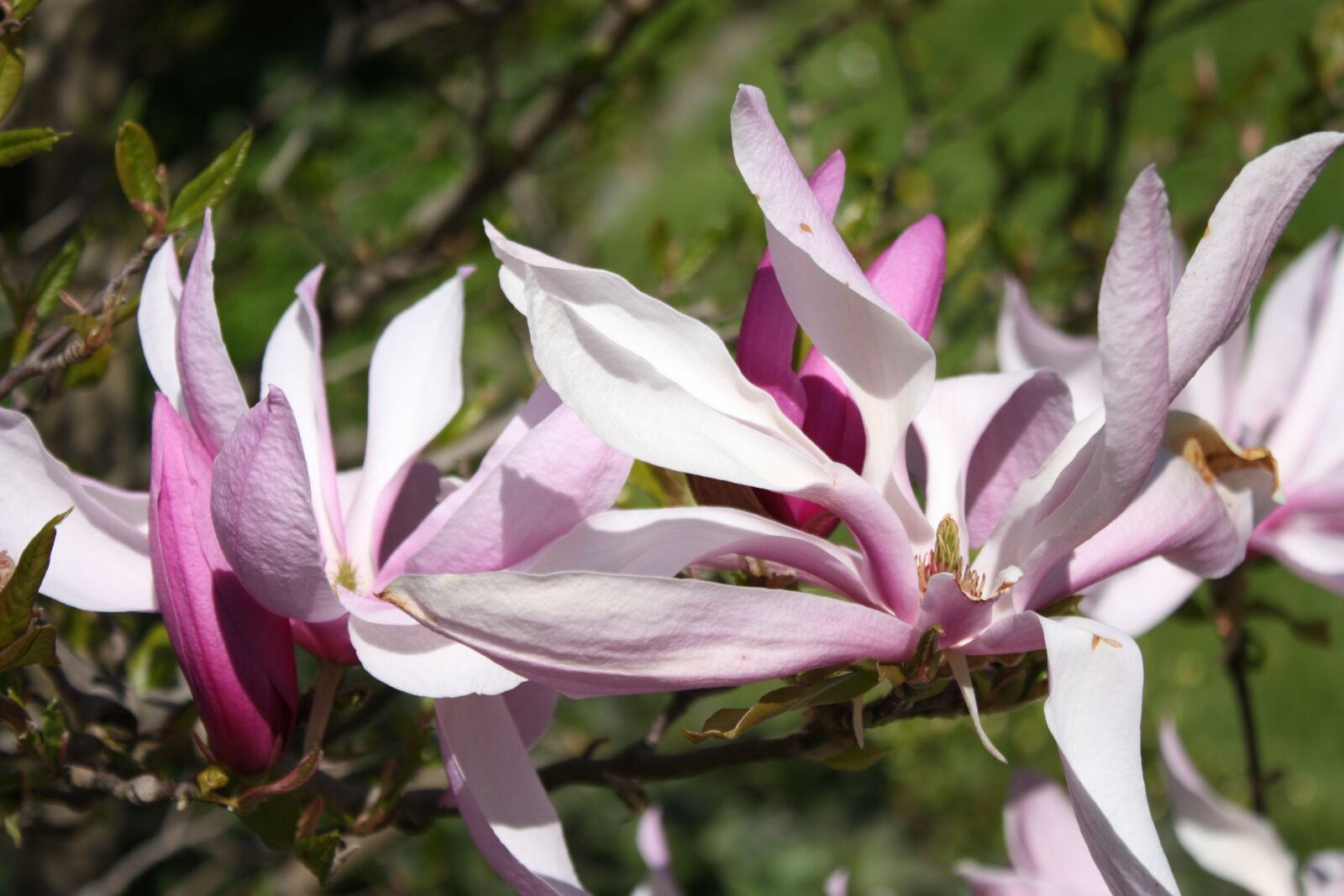 Canon EOS 450D (EOS Rebel XSi / EOS Kiss X2) sample photo. Magnolia, magnolia blossom, macro photography