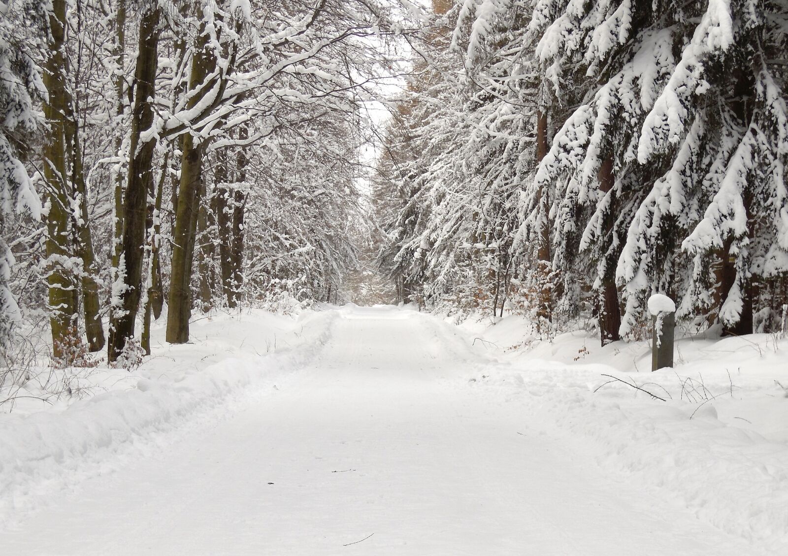 Samsung WB2200F sample photo. Forest, snow, winter photography