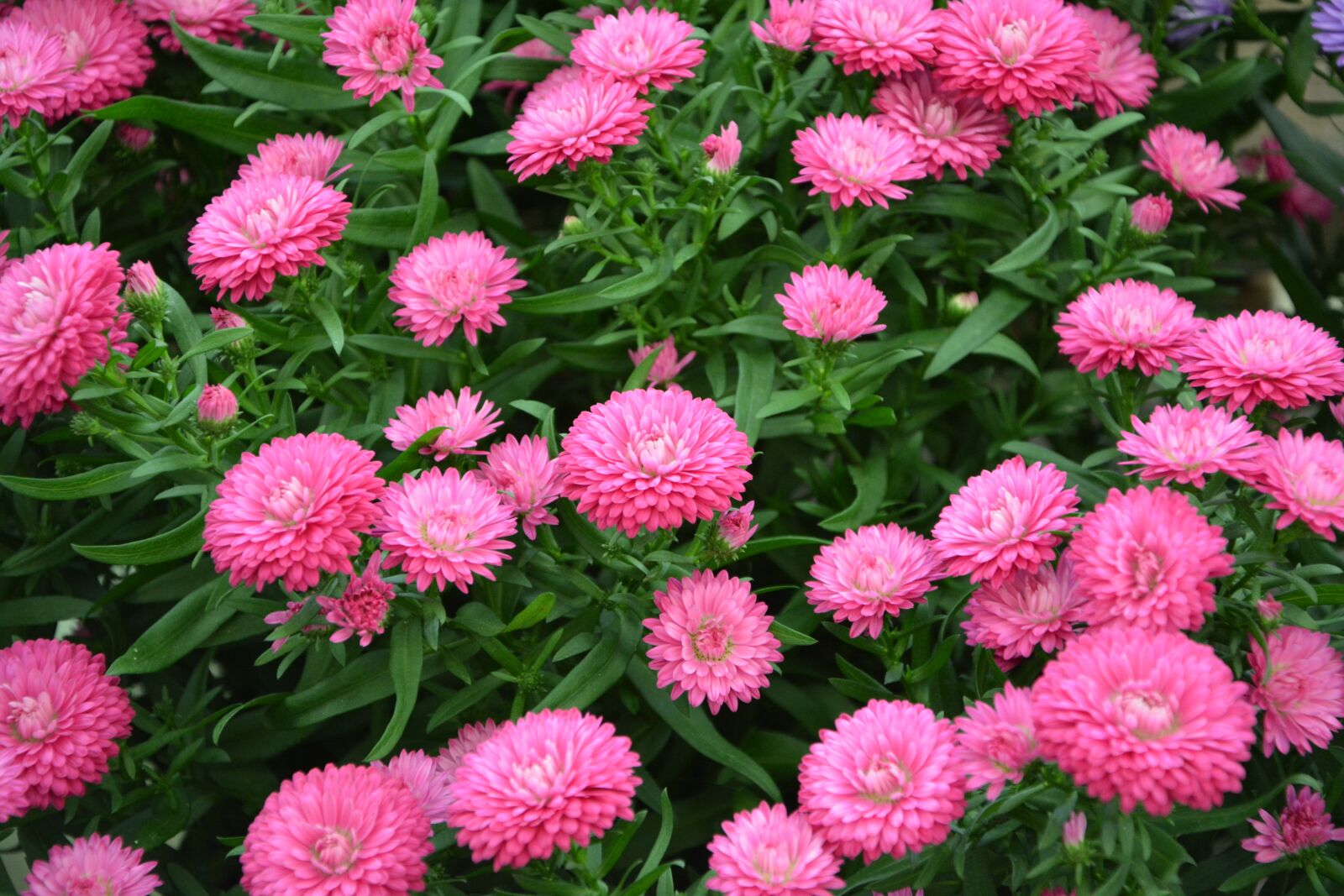 Nikon D5200 sample photo. Flowers, pink, color pink photography