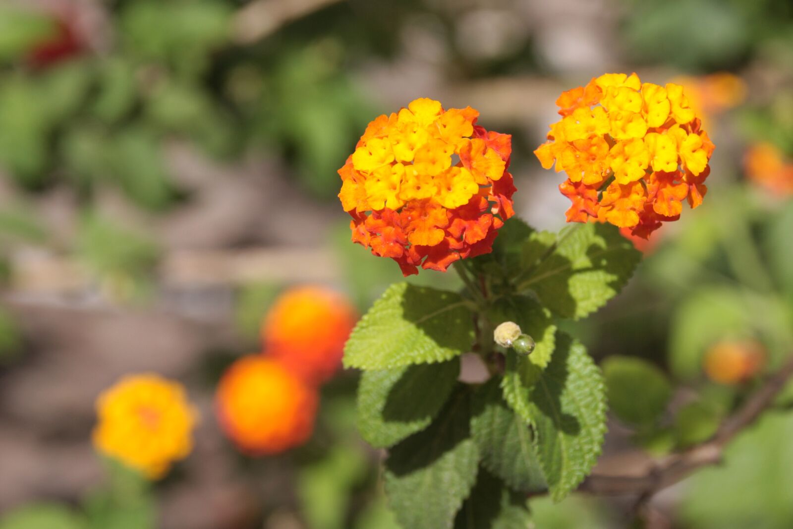Canon EOS 40D sample photo. Orange, flower, summer photography