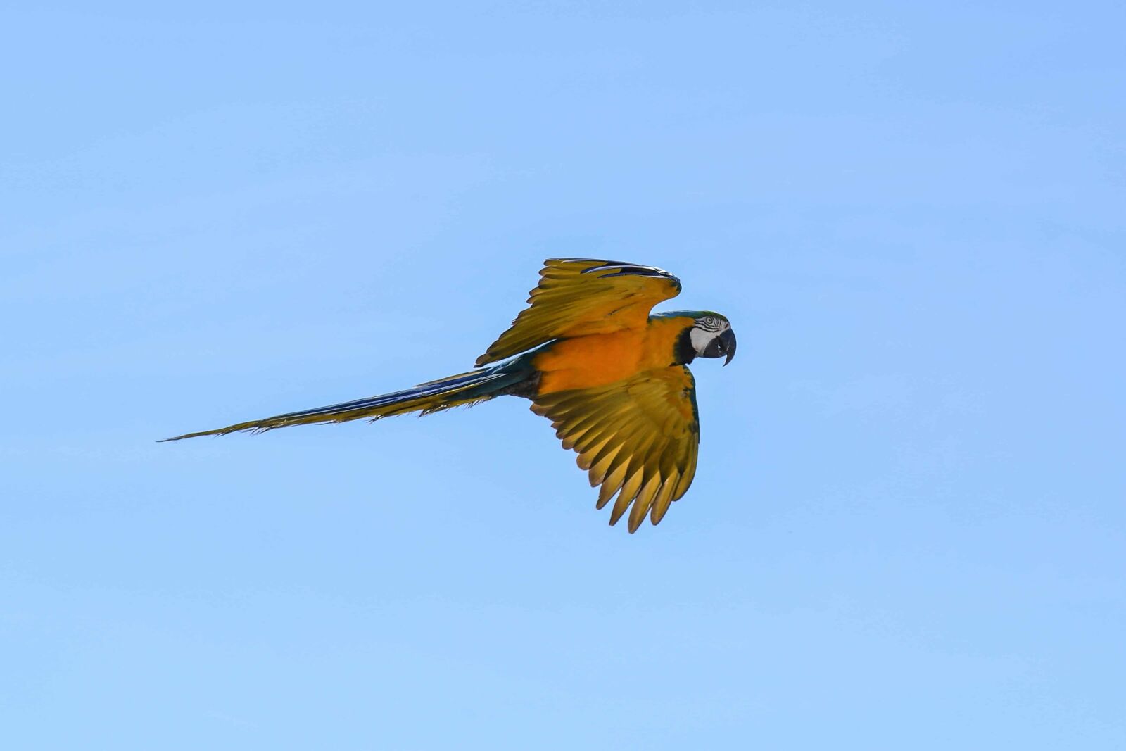 Nikon D500 sample photo. Macaw parrot, blue sky photography