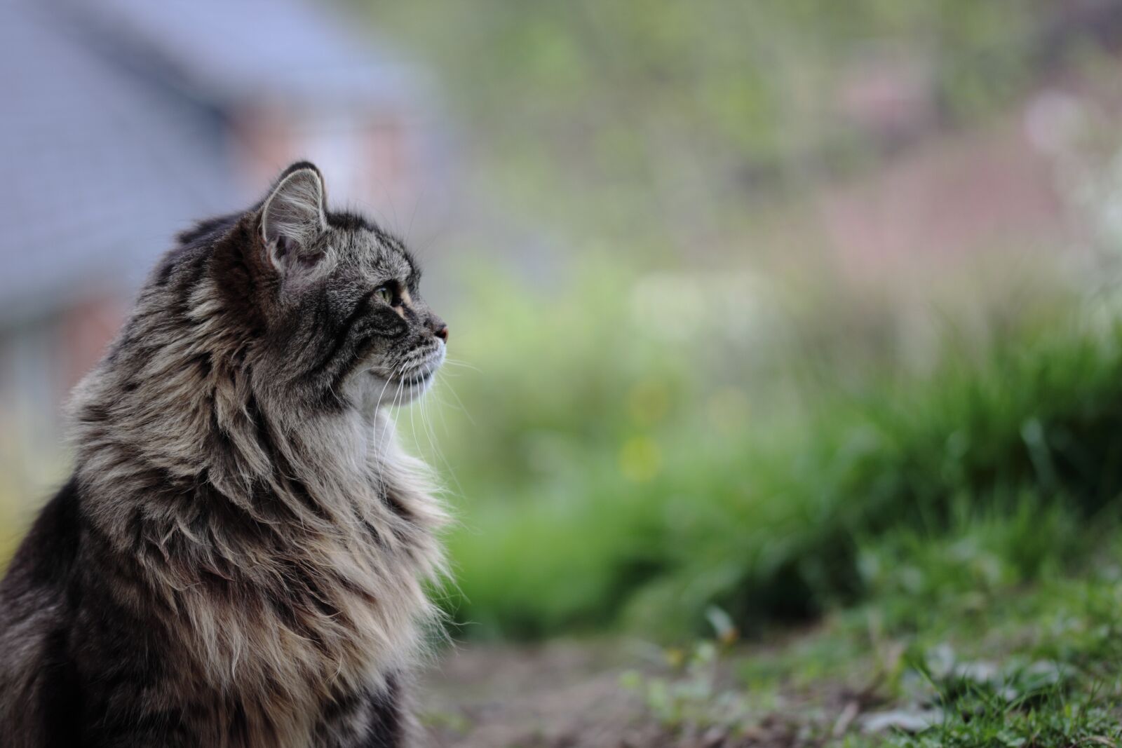 Canon EOS 60D sample photo. Cat, look, feline photography