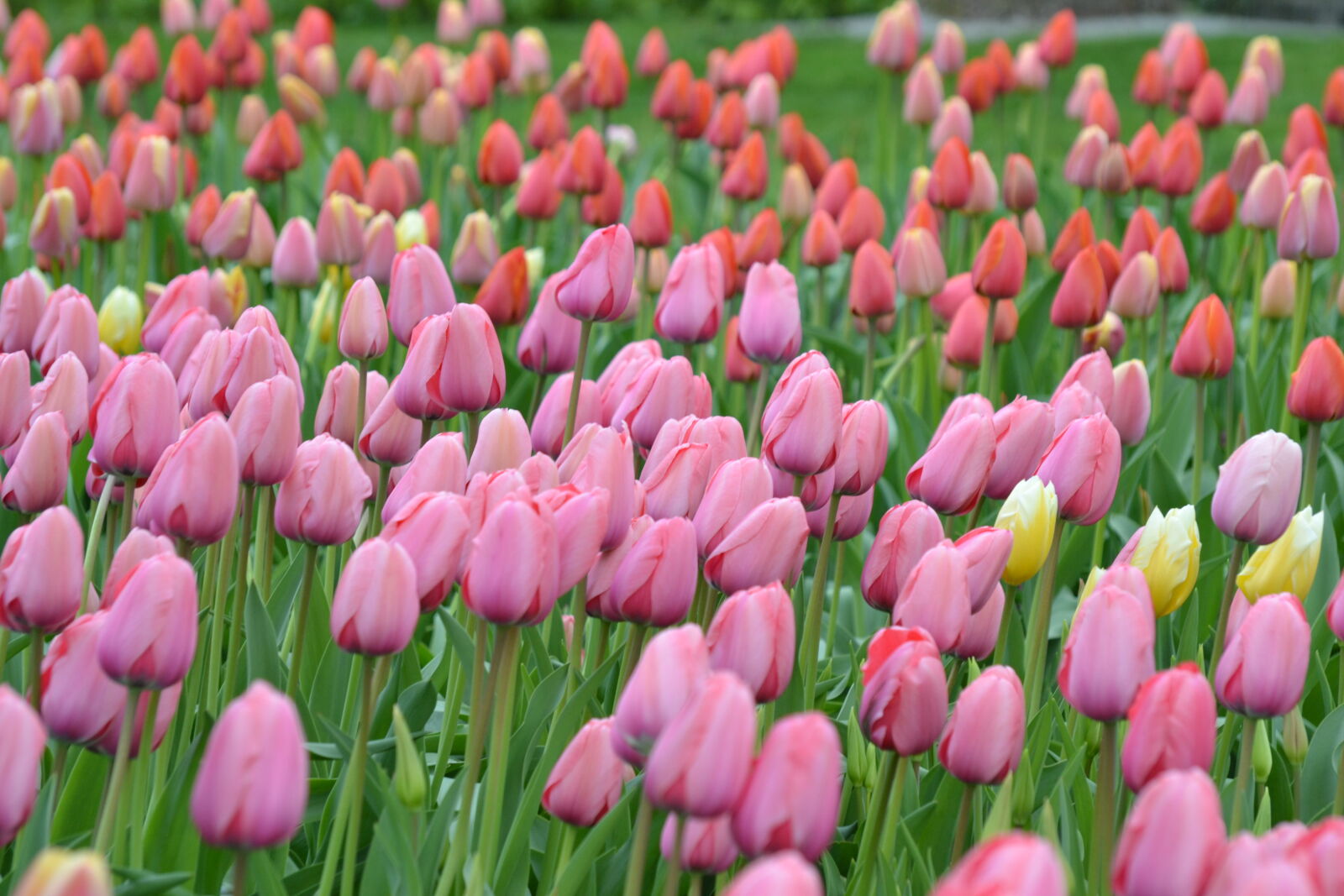 Nikon D3100 sample photo. Beautiful, bloom, blooming, blossom photography