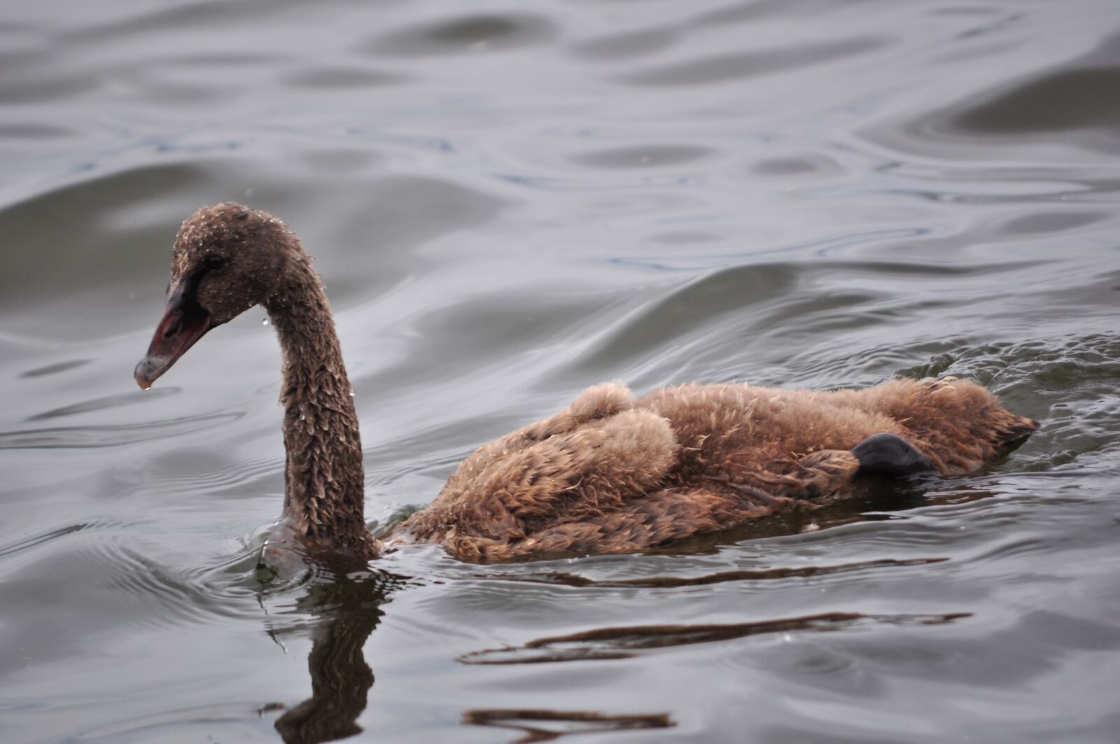 Nikon D5000 sample photo. Black, swan, duck photography