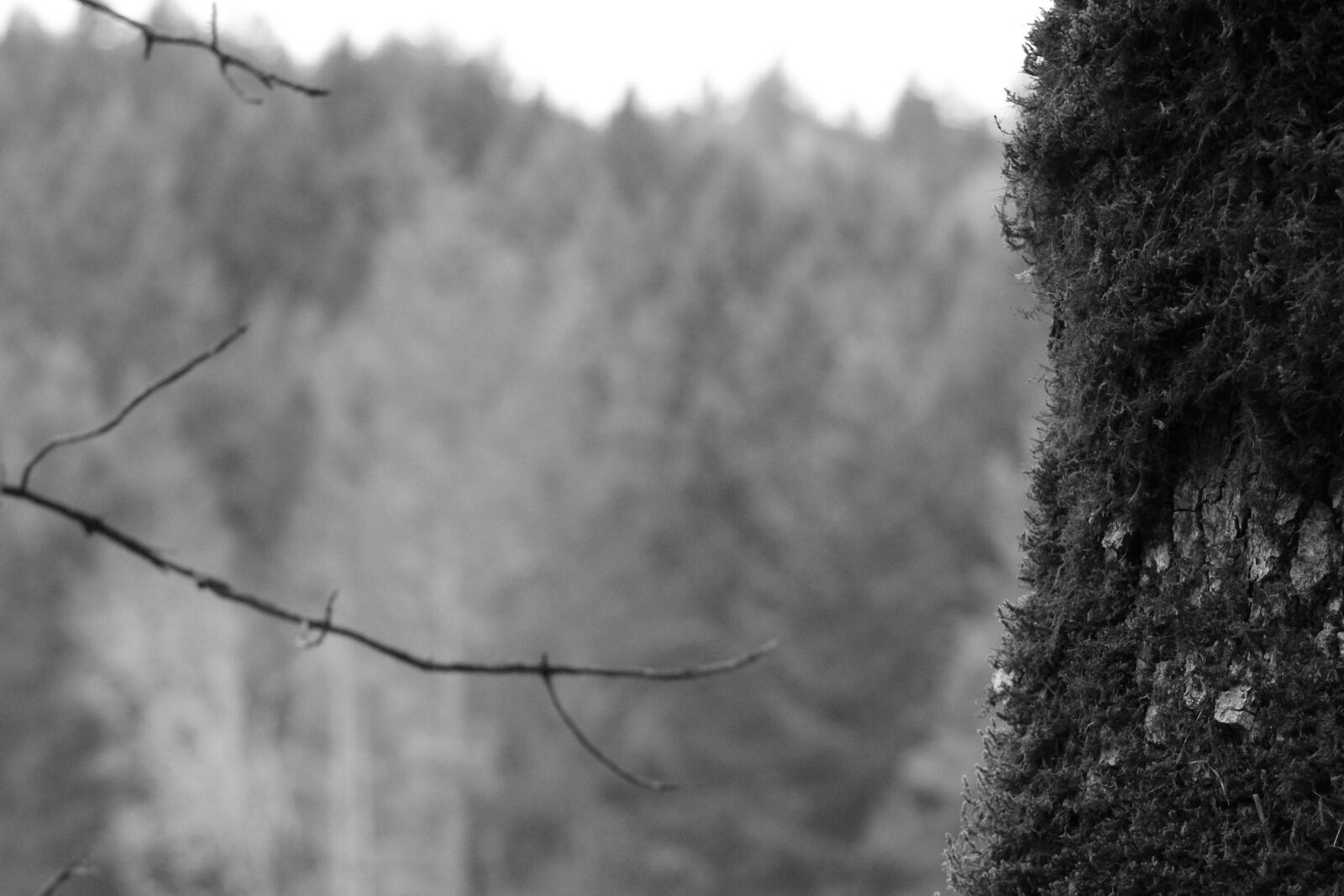 Canon EF 75-300mm f/4-5.6 sample photo. Black, and, white, forest photography