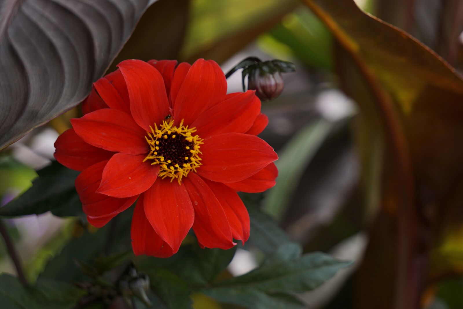 Sony E 55-210mm F4.5-6.3 OSS sample photo. Flower, red, yellow photography