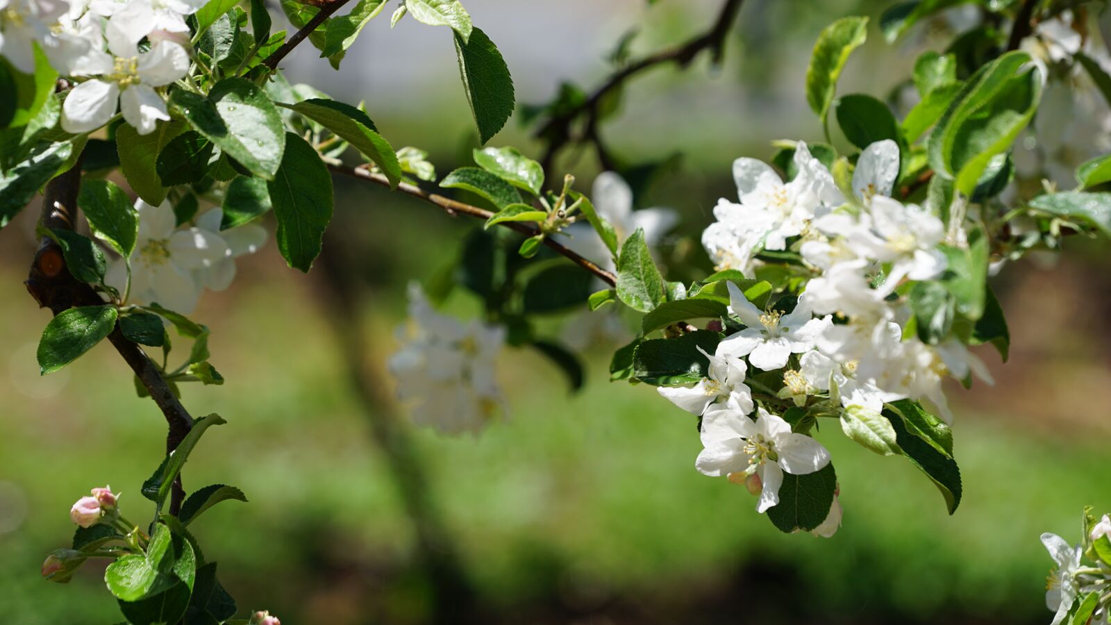 Sony FE 70-200mm F4 G OSS sample photo. Spring, apple flower, flowers photography