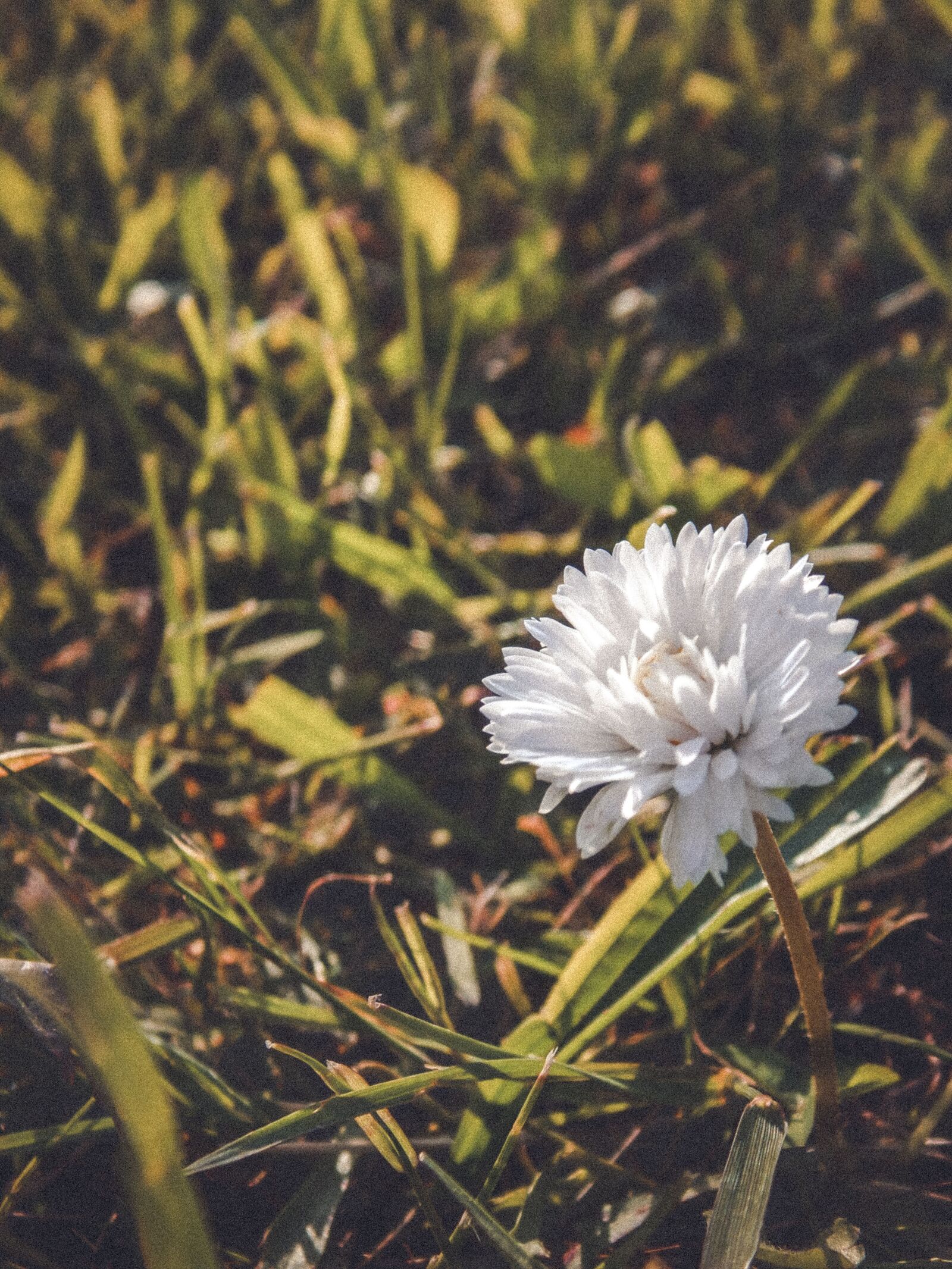 Nikon Coolpix L830 sample photo. Daisy, flower, white flower photography