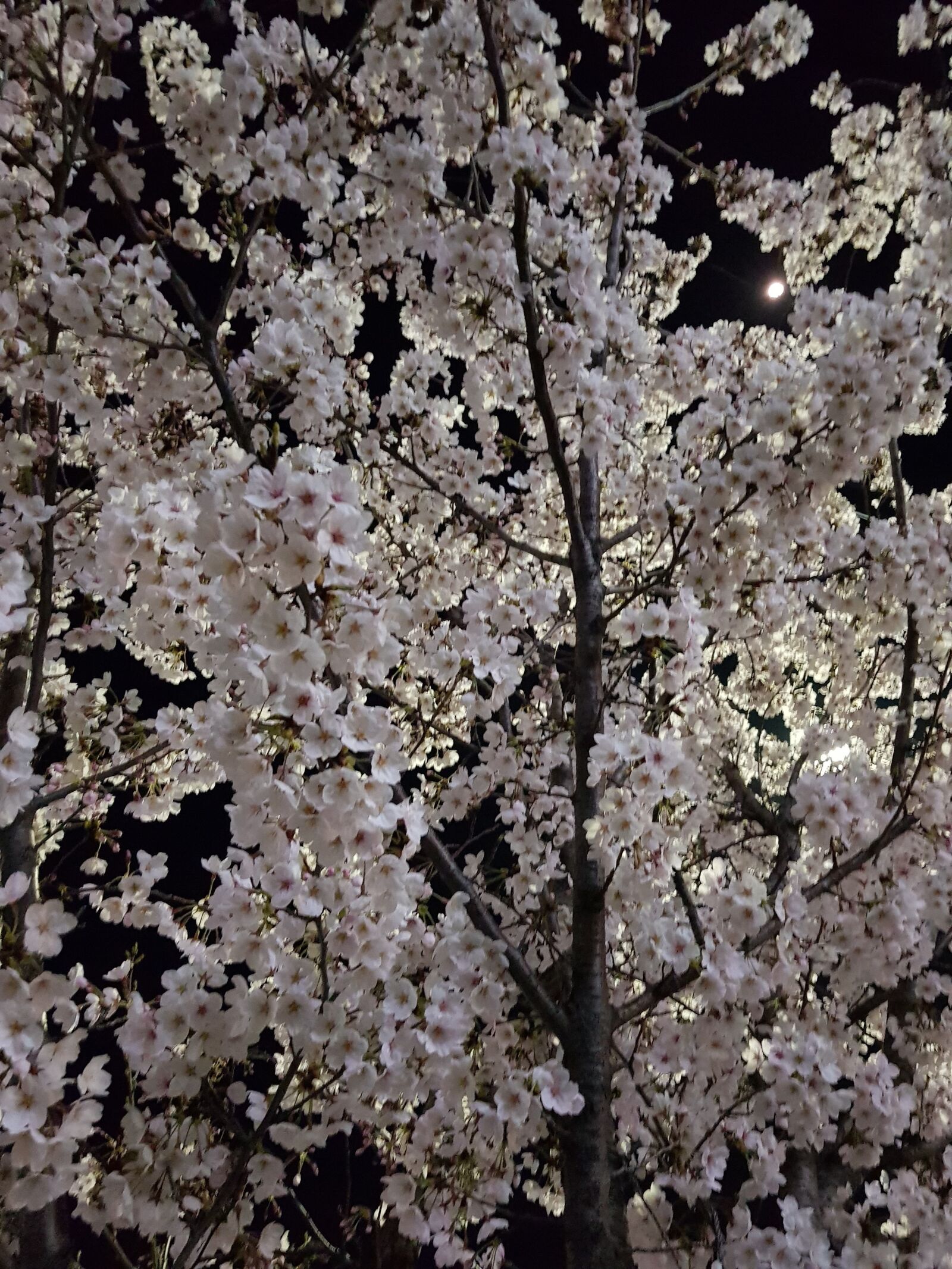 Samsung Galaxy S8+ sample photo. Night, beoc flowers, light photography