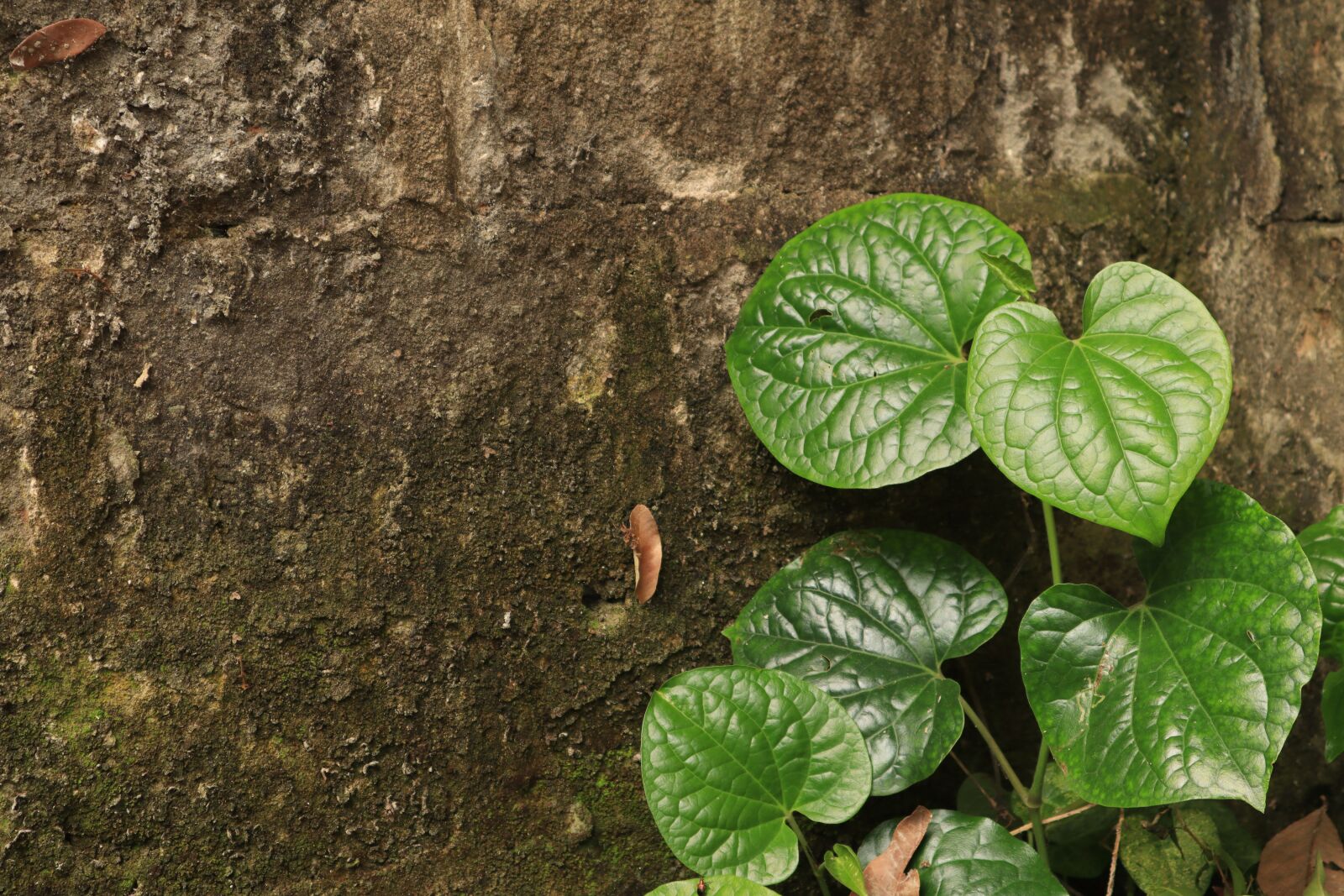 Canon EOS M50 (EOS Kiss M) sample photo. Wall, tree, the leaves photography