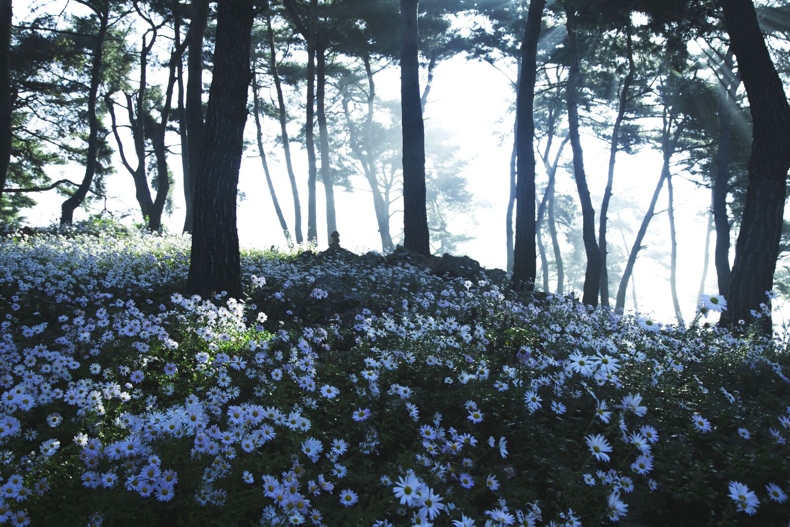 Canon EOS 6D + Canon EF 24-105mm F4L IS USM sample photo. Pine forest, chrysanthemum flower photography