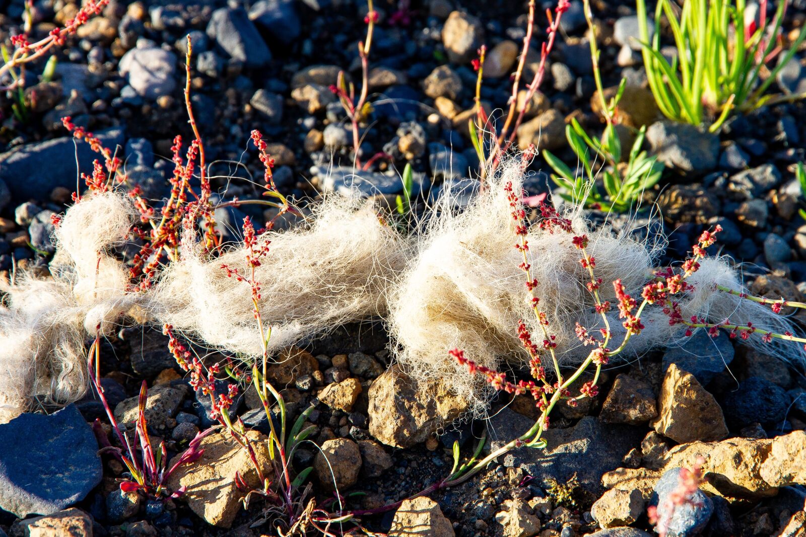 Canon EOS 7D sample photo. Iceland, earth, field photography