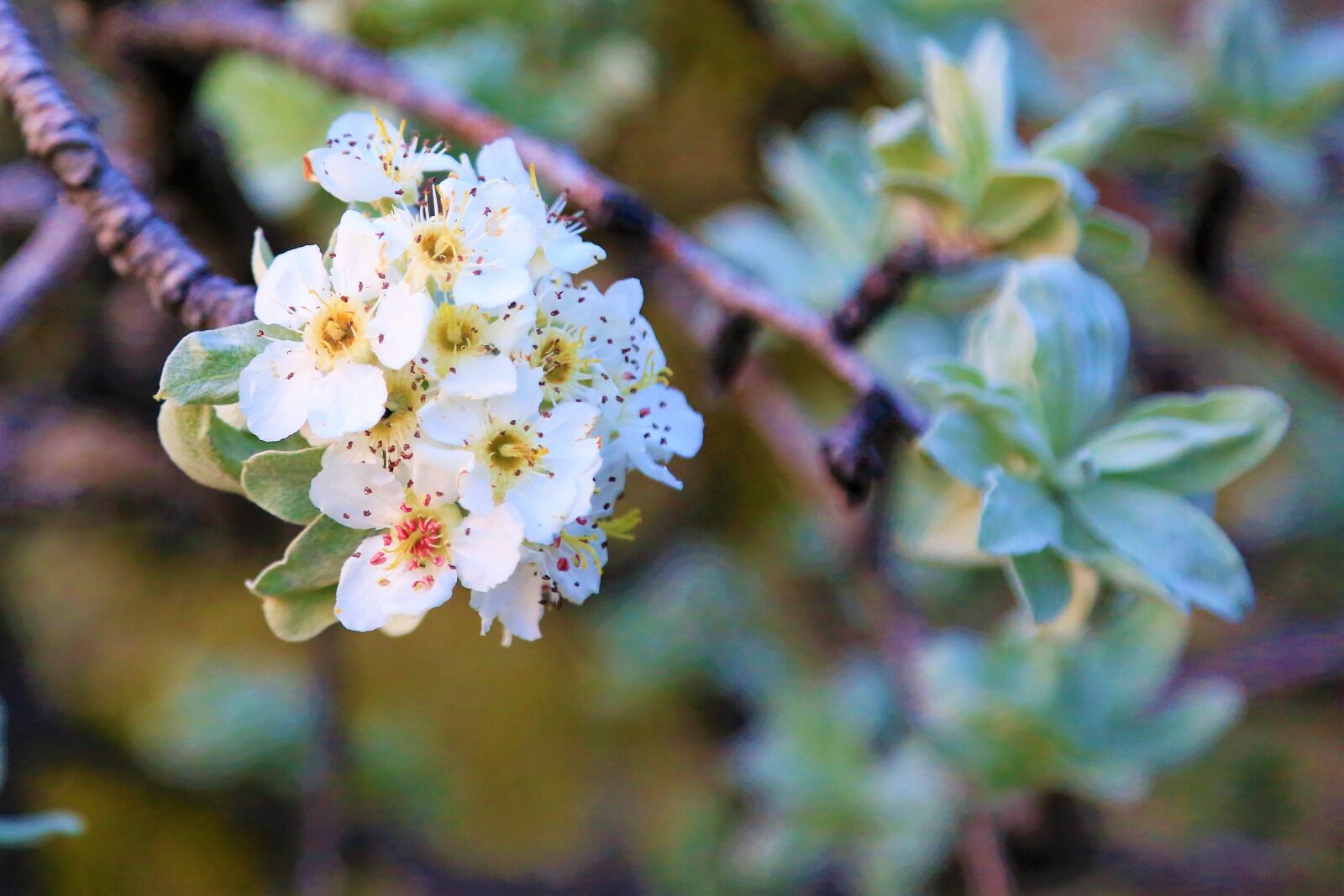 Canon EF 24-105mm F4L IS USM sample photo. Flowers, spring, nature photography
