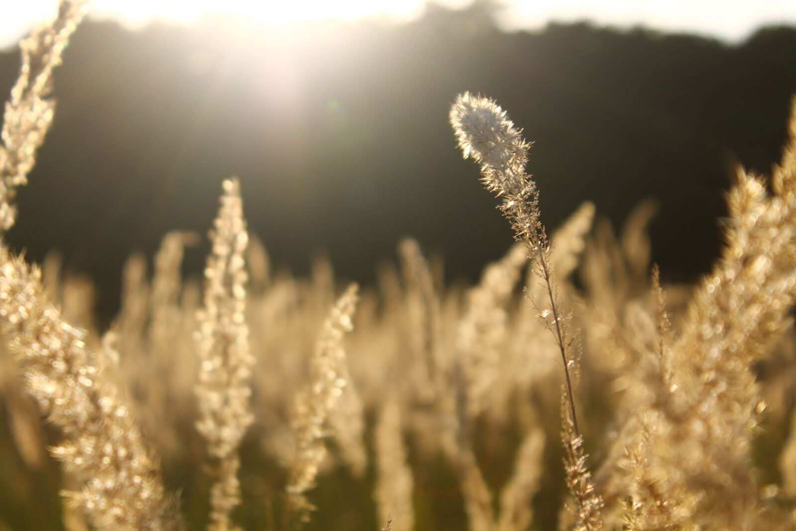 Canon EOS 1100D (EOS Rebel T3 / EOS Kiss X50) sample photo. Summer, sun, koloski photography