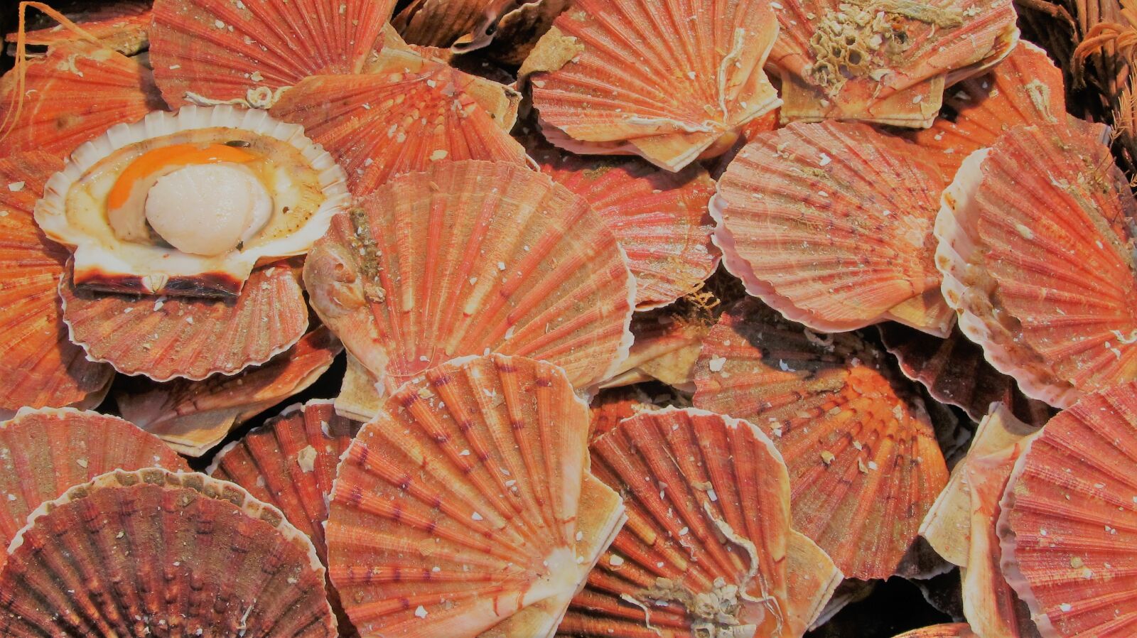 Canon PowerShot SX130 IS sample photo. Coquilles saint jacques, fish photography