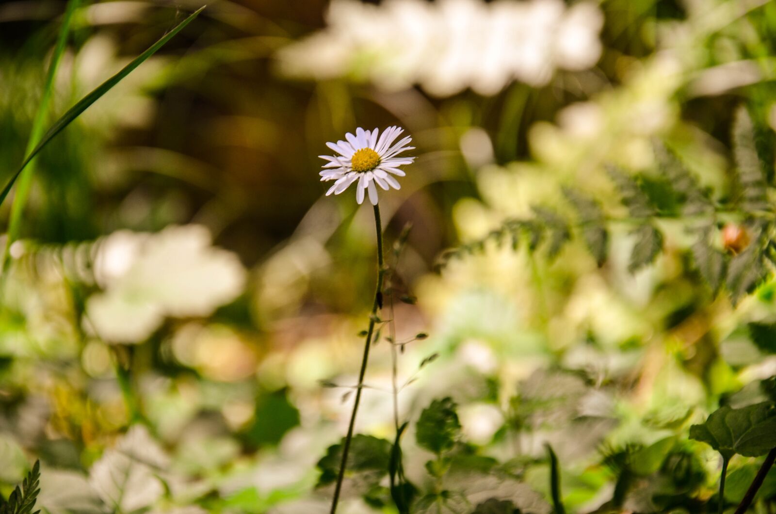 Nikon D7000 sample photo. Flower, daisy, plant photography
