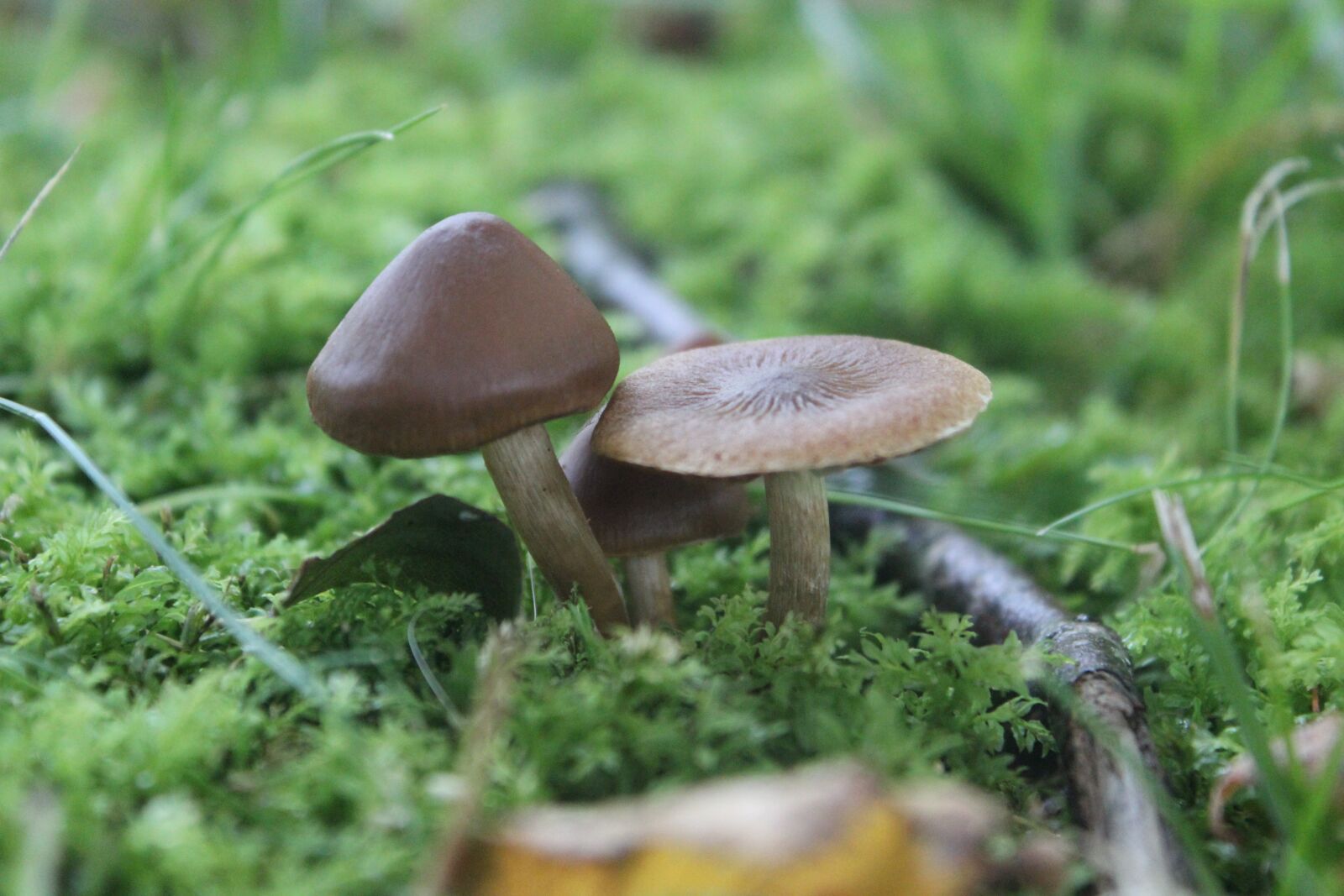 Canon EOS 600D (Rebel EOS T3i / EOS Kiss X5) sample photo. Mushroom, green, nature photography