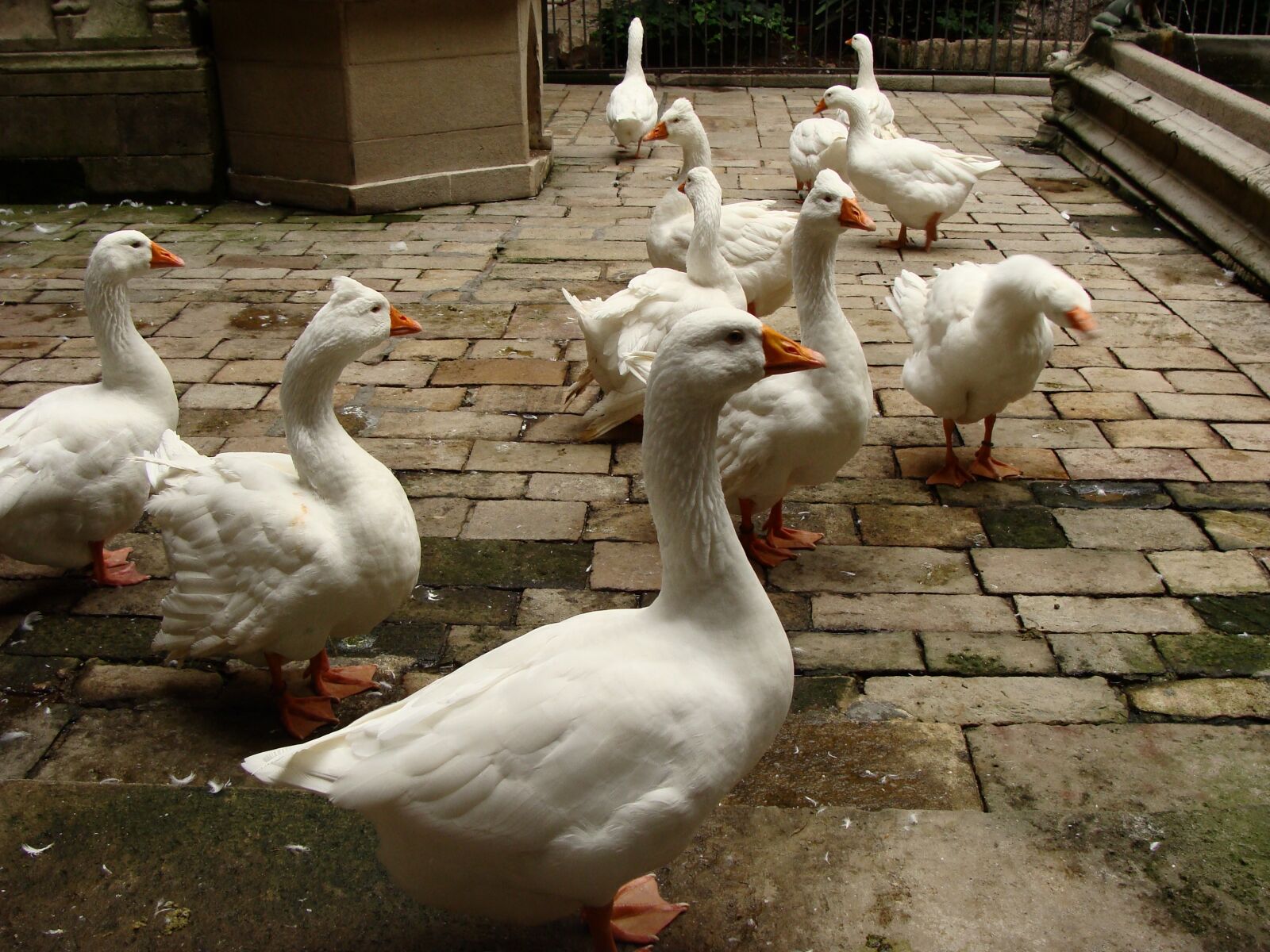 Sony Cyber-shot DSC-H10 sample photo. Geese, animal, stone photography