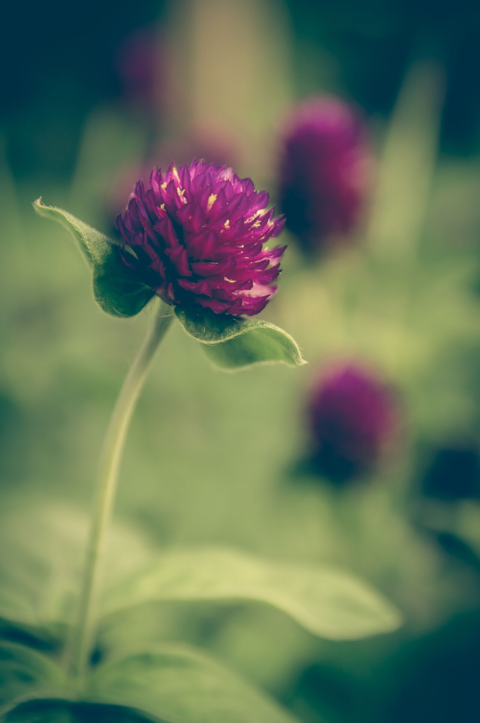 Nikon D3200 sample photo. Clover, vintage, flower photography