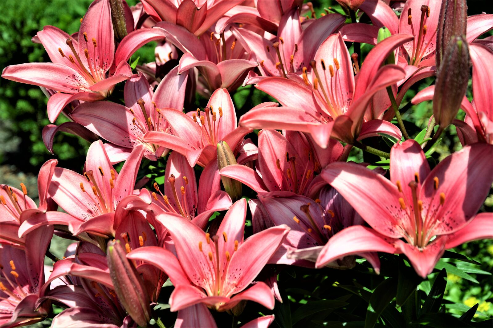 Nikon D7100 sample photo. Flowers, hybrid lilies, pink photography