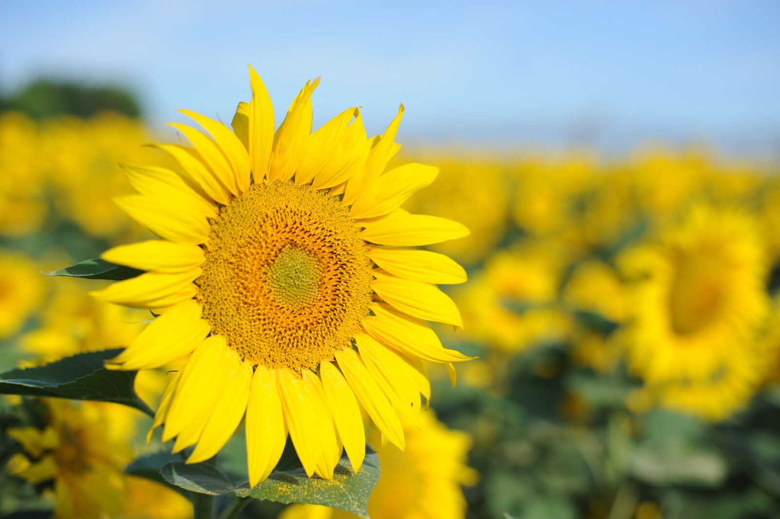 Nikon D700 sample photo. Natural, sunflower, the scenery photography