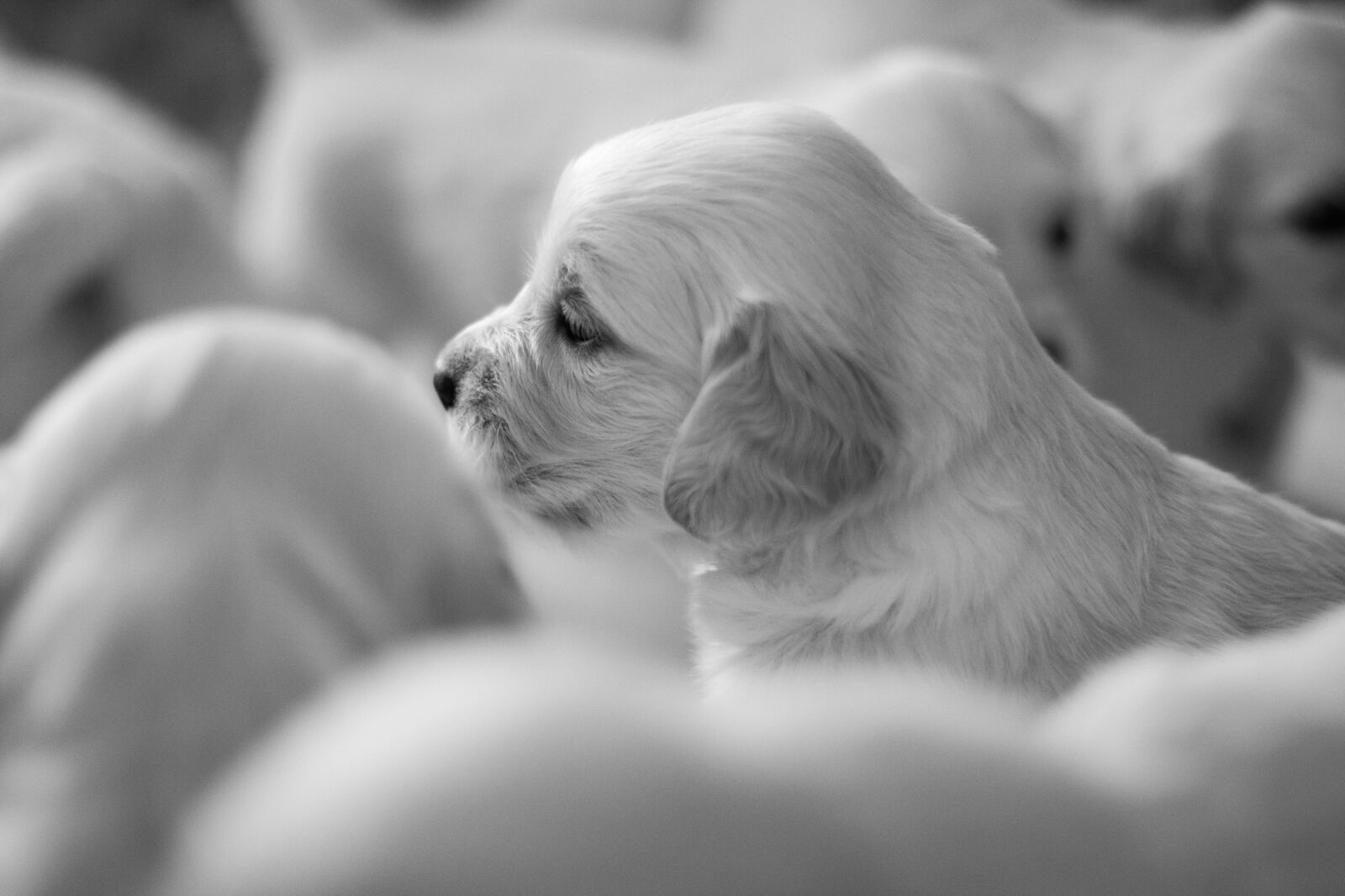Canon EOS 70D + Canon EF 50mm F1.4 USM sample photo. Dog, puppy, friend photography