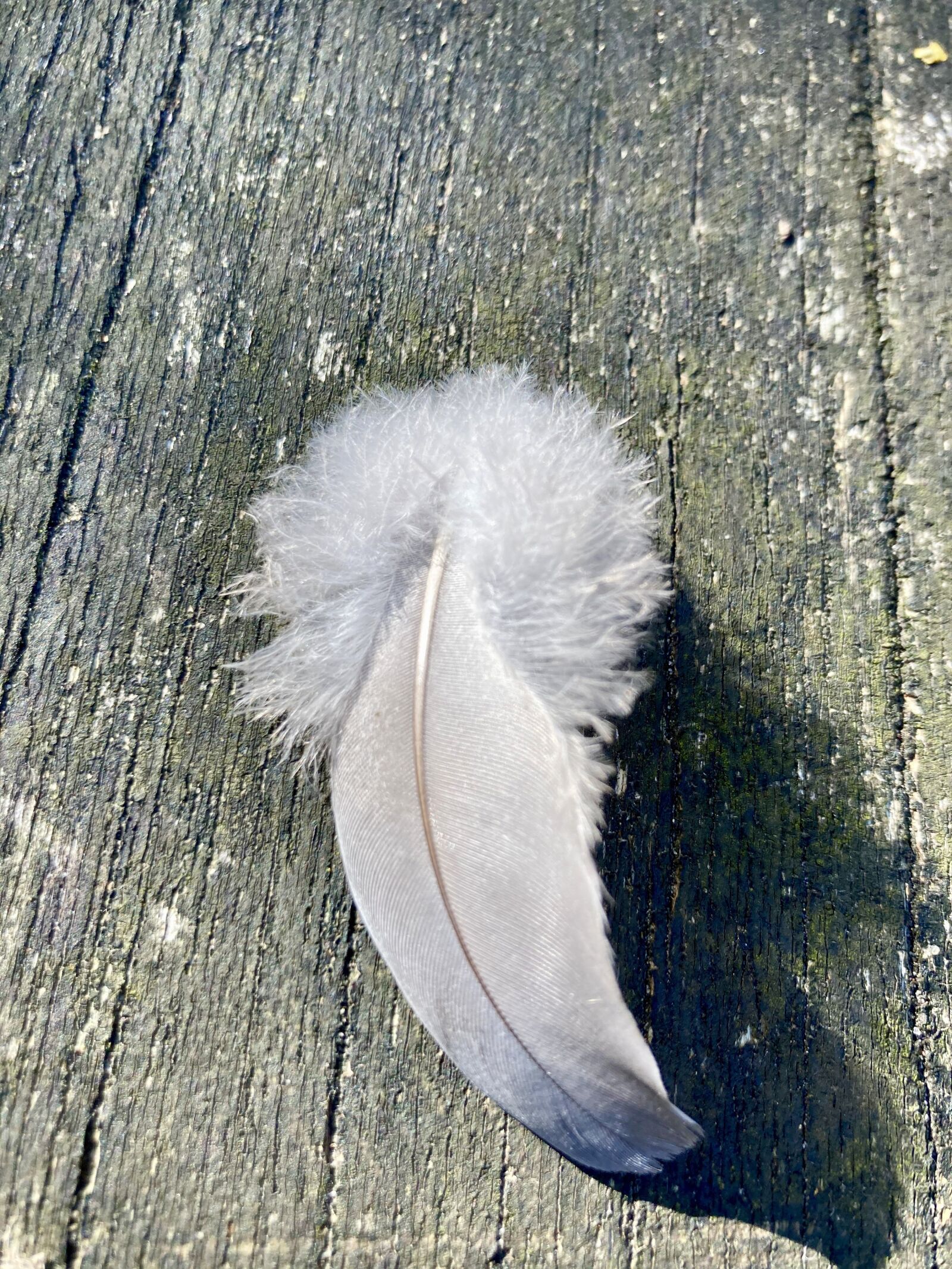 Apple iPhone SE (2nd generation) sample photo. Duck feather, feather, fluff photography