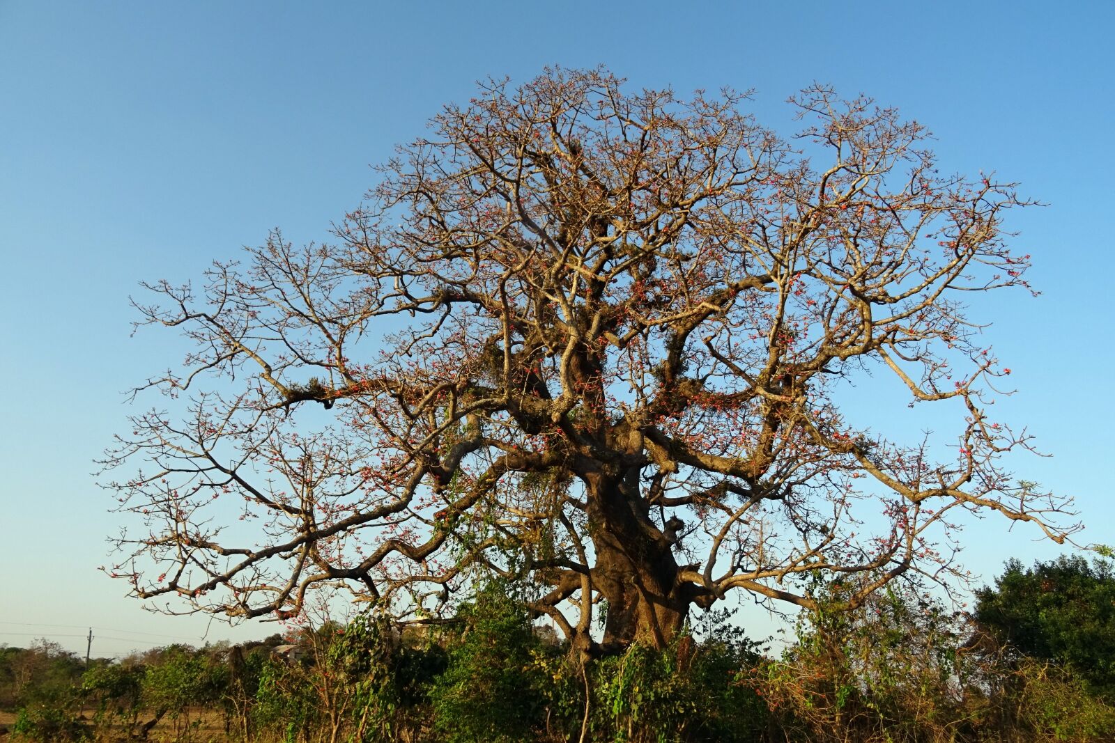 Sony DSC-HX60V sample photo. Tree, old, heritage photography