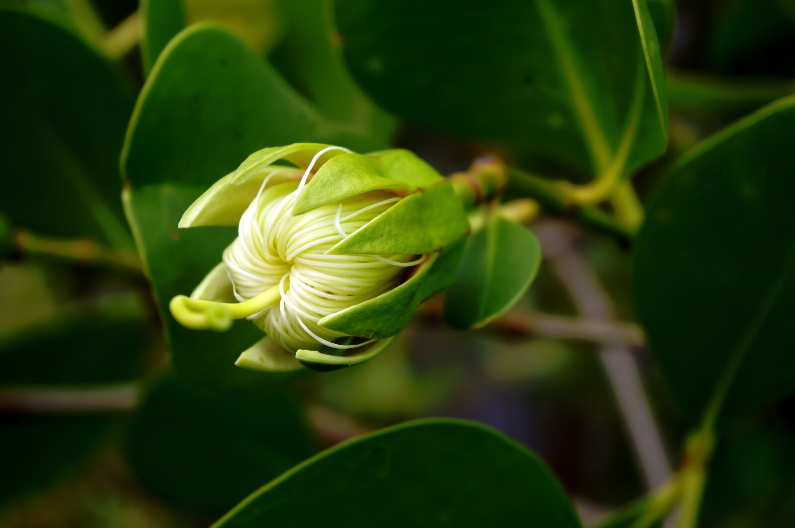 Pentax K-r sample photo. White petal, flower, outdoor photography