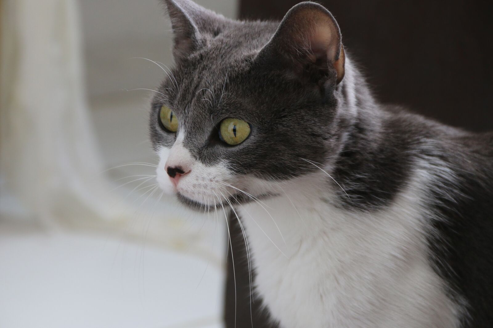 Canon EF-S 18-135mm F3.5-5.6 IS sample photo. Cat, animal, animal portrait photography