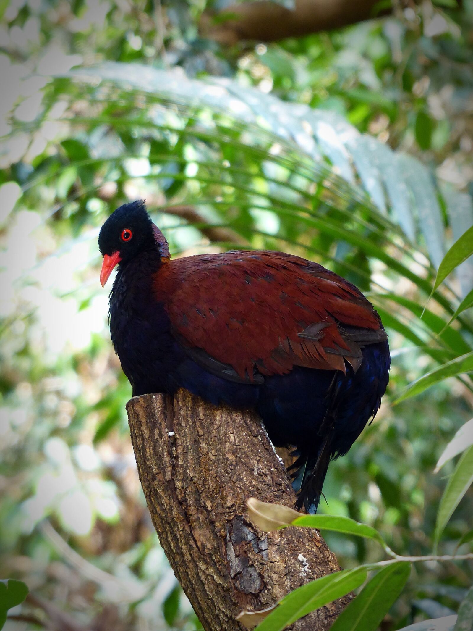 Panasonic Lumix DMC-FZ200 sample photo. Bird, plumage, nature photography
